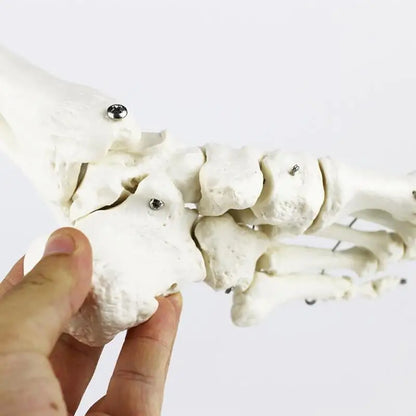 Medical Human Skeleton Foot Bones Anatomy Model Foot and Ankle  With Shank Bone Anatomical Model Greys Anatomy