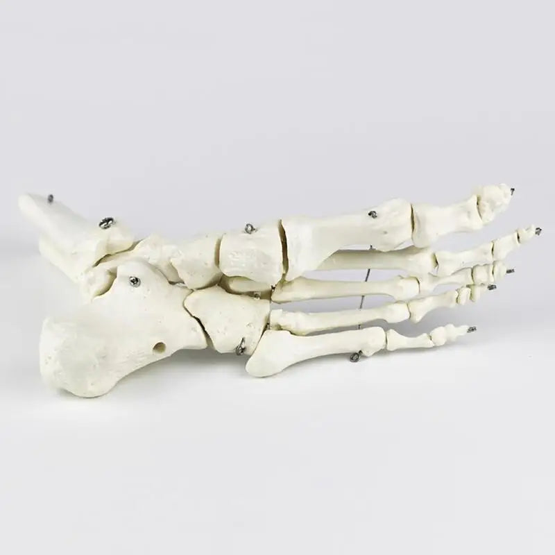 Medical Human Skeleton Foot Bones Anatomy Model Foot and Ankle  With Shank Bone Anatomical Model Greys Anatomy